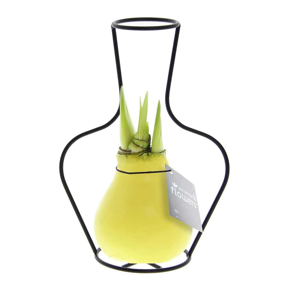 No Water Flowers® - Formz classic, In einer Luxusbox, Pastelllila - Pastellgelb