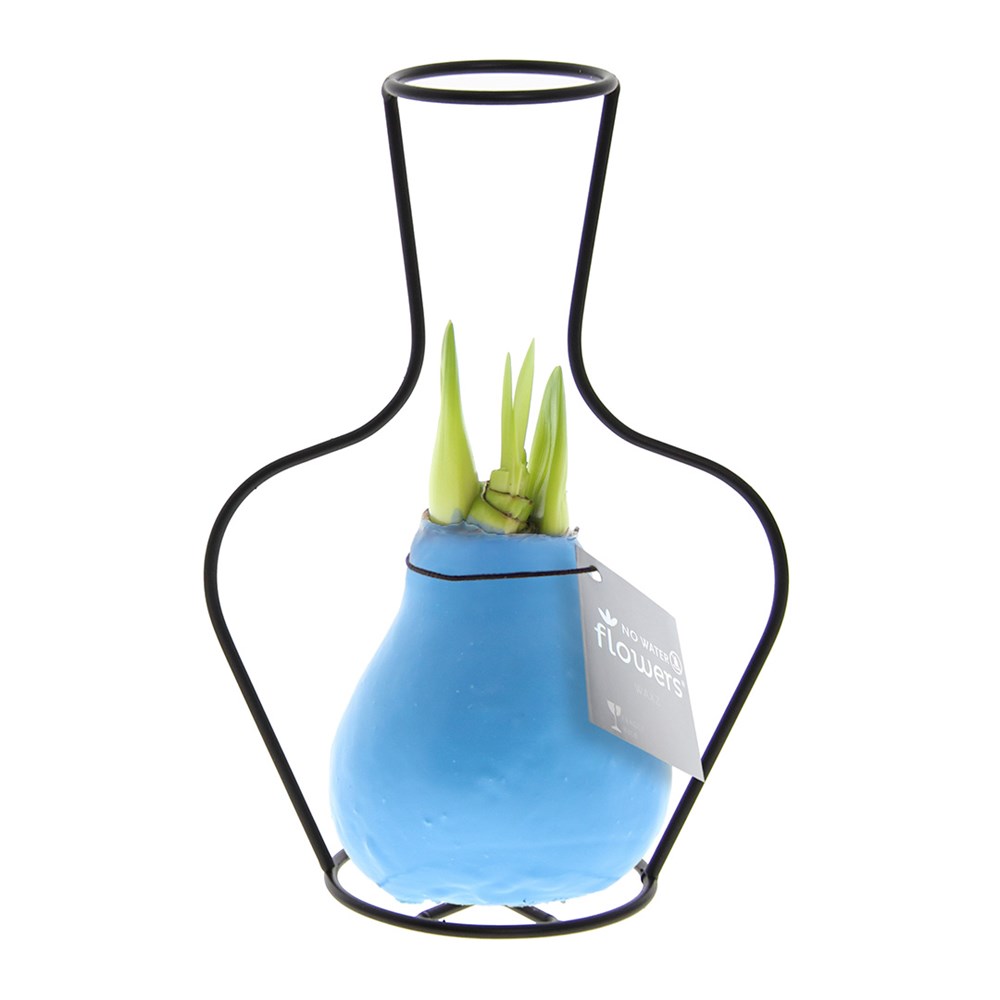 No Water Flowers® - Formz classic, In einer Luxusbox, Pastelllila - Pastellblau