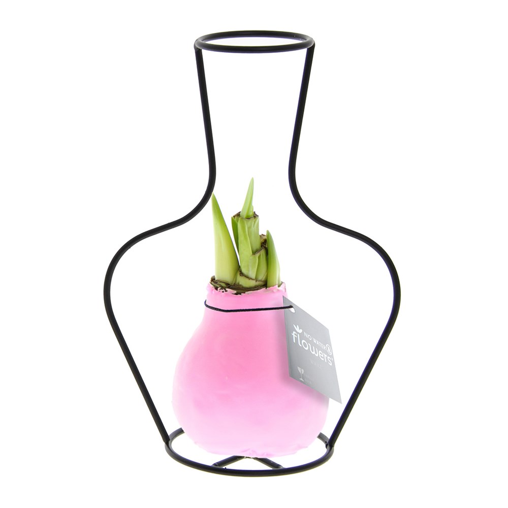 No Water Flowers® - Formz classic, In einer Luxusbox, Pastelllila - Pastellrosa