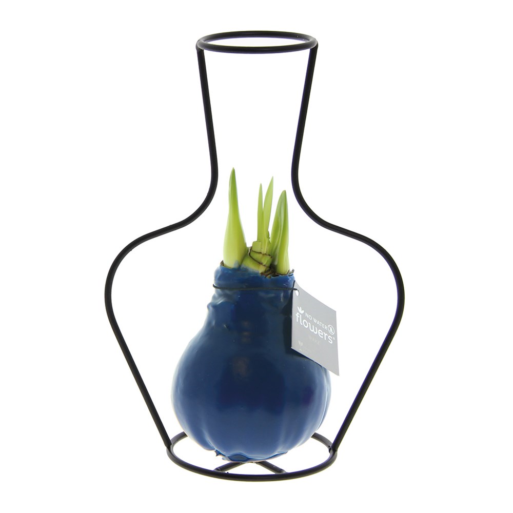 No Water Flowers® - Formz classic, In einer Luxusbox, Pastelllila - Dunkelblau