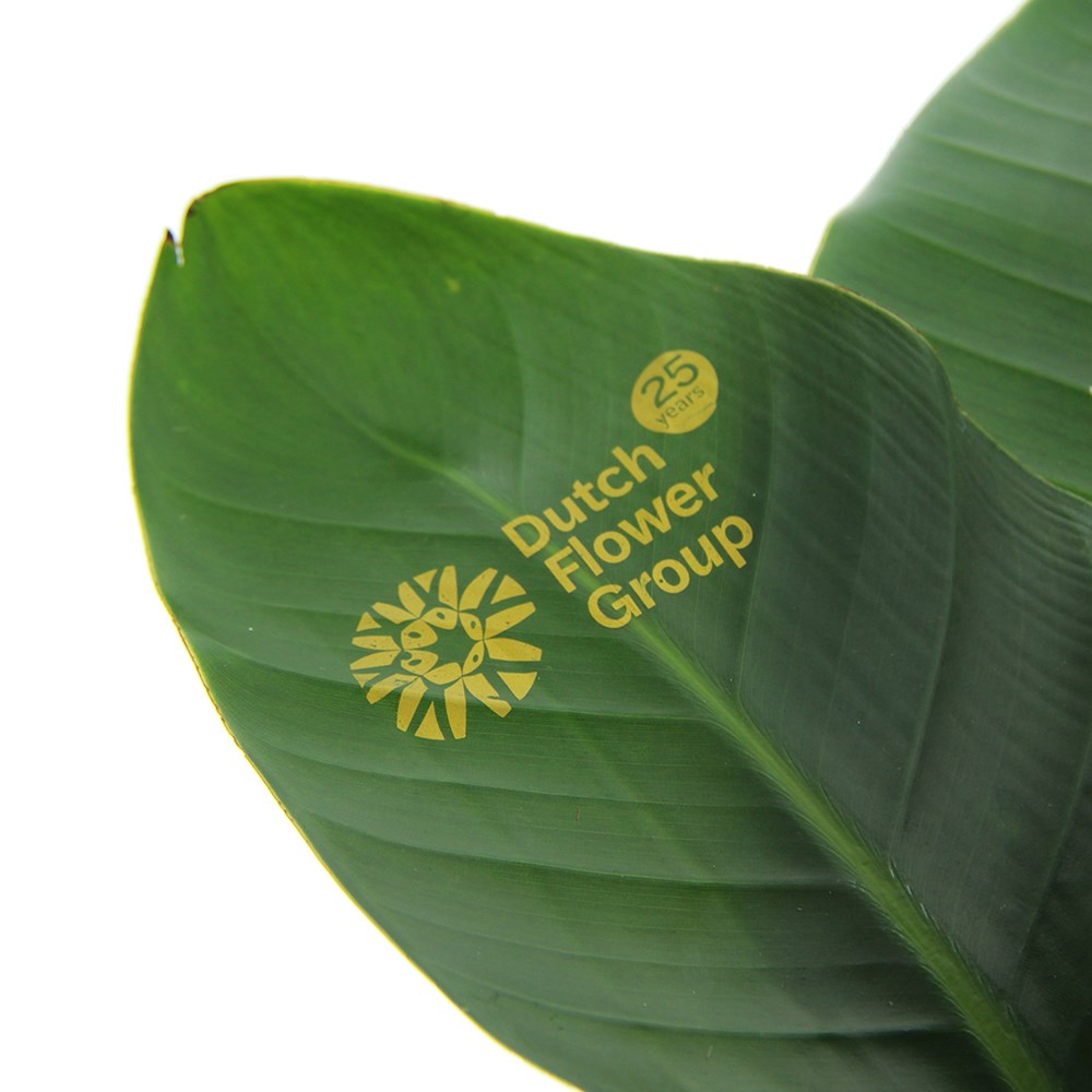 Message Printz® - Strelitzia small