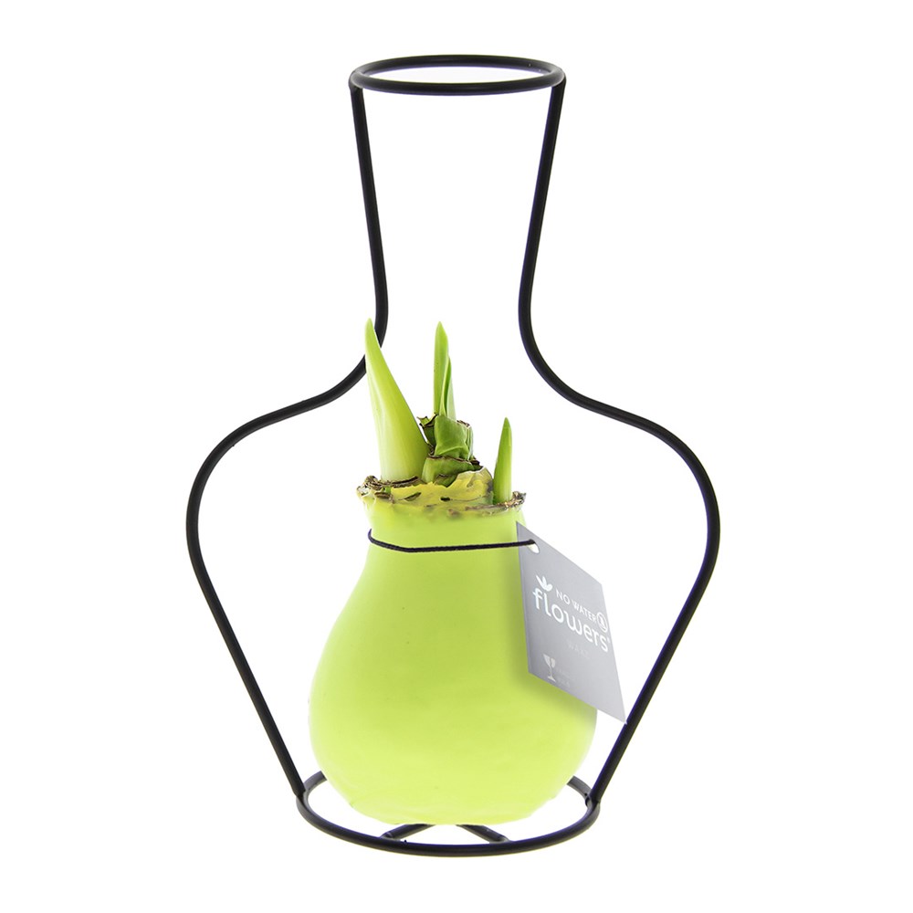 No Water Flowers® - Formz classic, In einer Luxusbox, Pastelllila - Pastellgrün