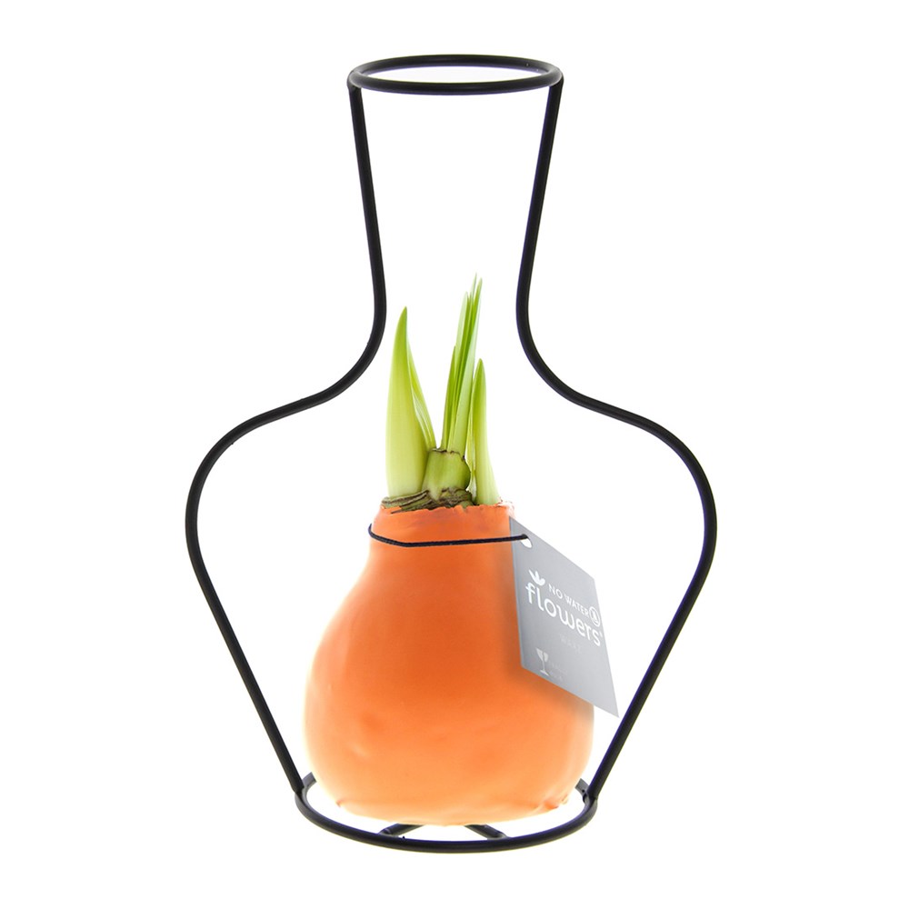 No Water Flowers® - Formz classic, In einer Luxusbox, Pastelllila - Pastellorange