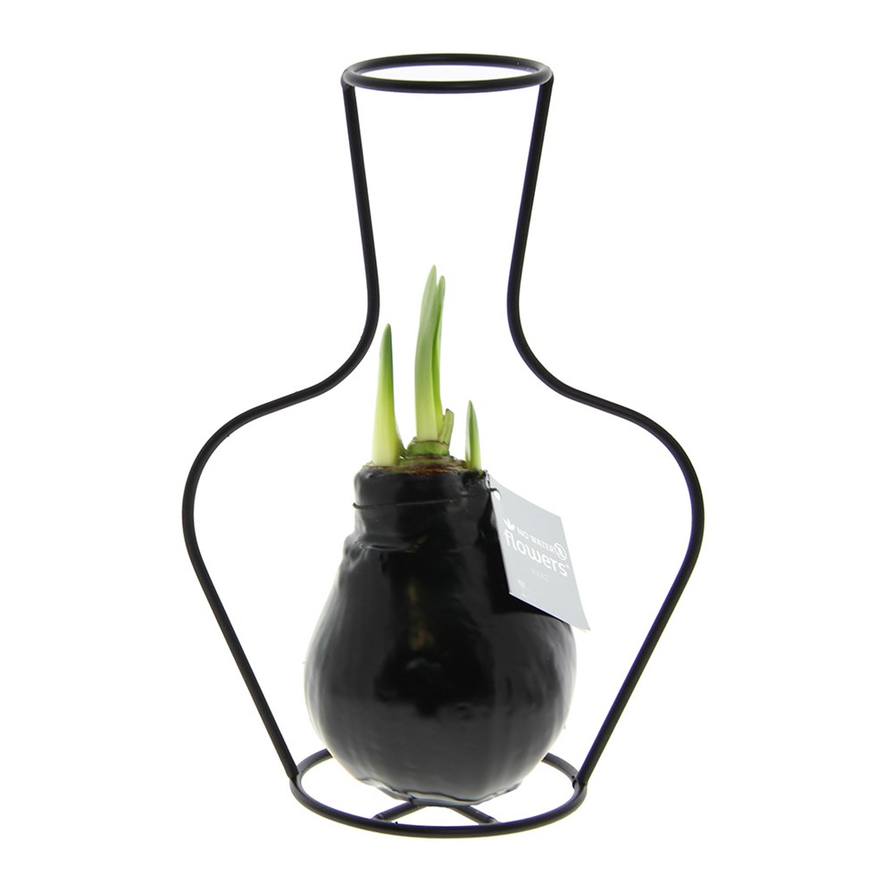 No Water Flowers® - Formz classic, In einer Luxusbox, Pastelllila - schwarz