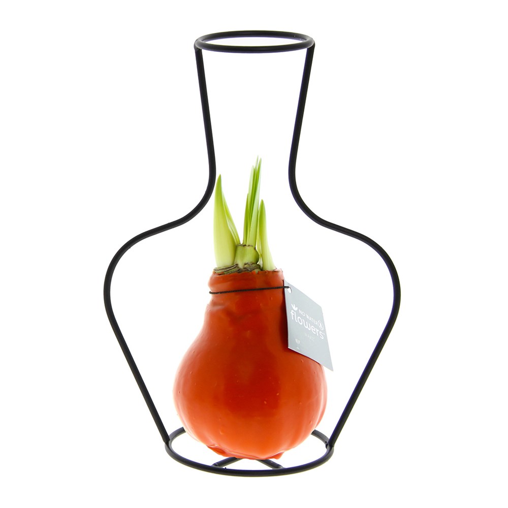 No Water Flowers® - Formz classic, In einer Luxusbox, Pastelllila - orange