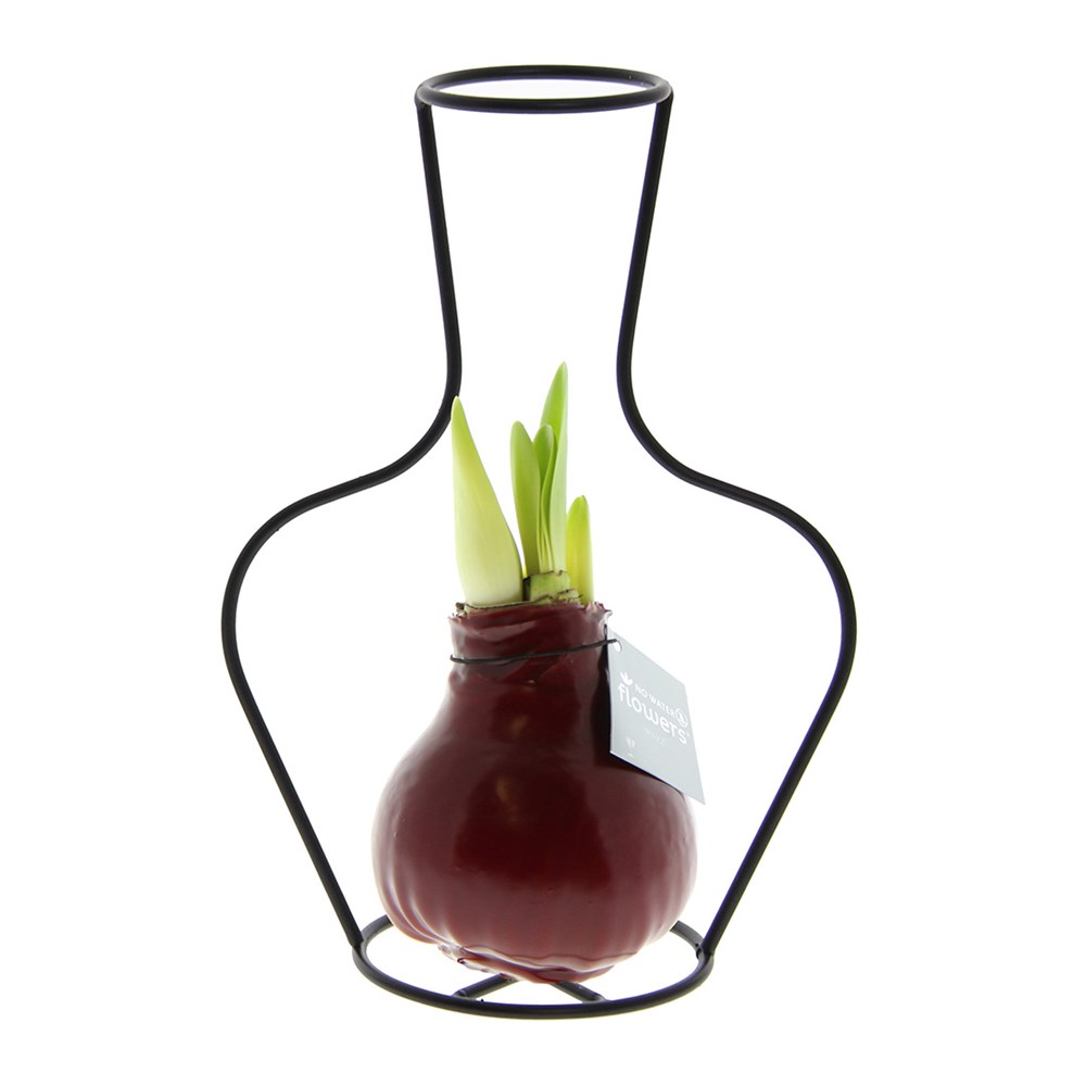 No Water Flowers® - Formz classic, In einer Luxusbox, Pastelllila - Bordeaux