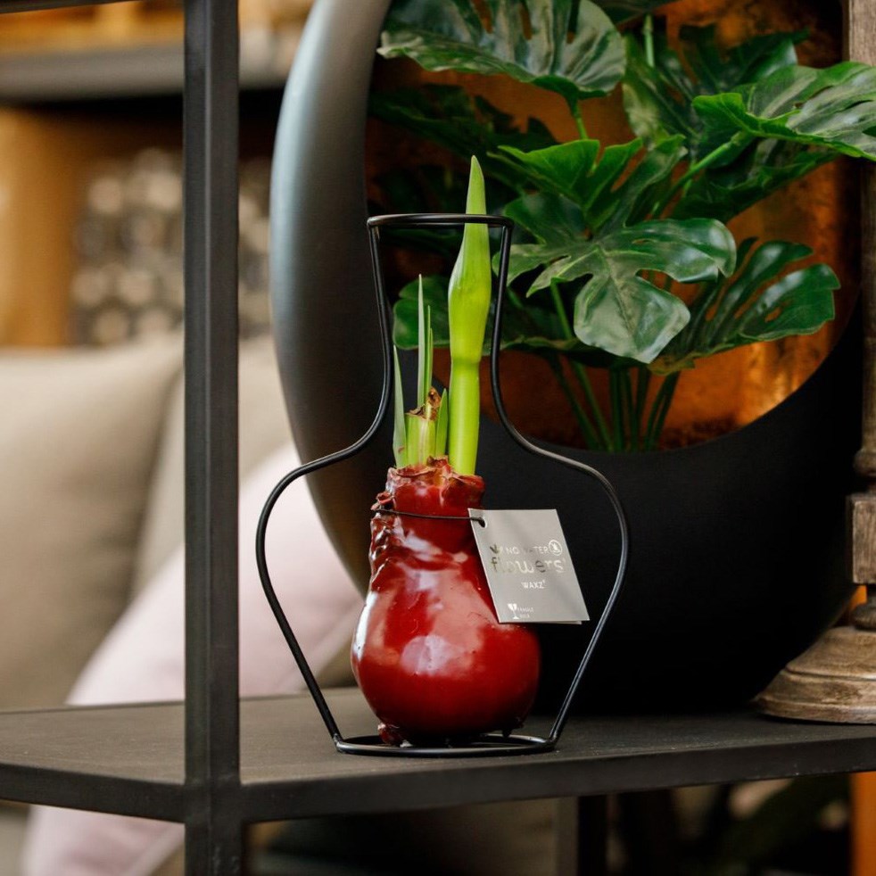 No Water Flowers® - Formz classic, Ohne Verpackung, Dunkelgrün