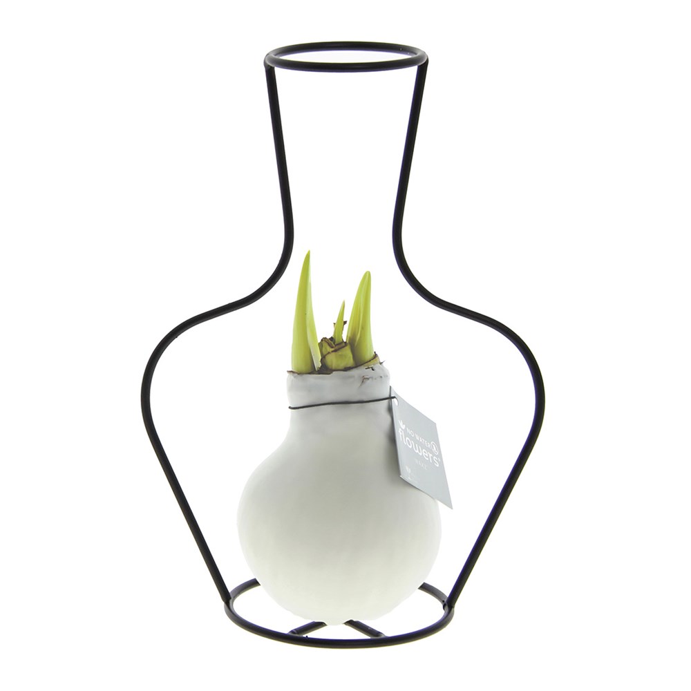 No Water Flowers® - Formz classic, In einer Luxusbox, Pastelllila - Weiß