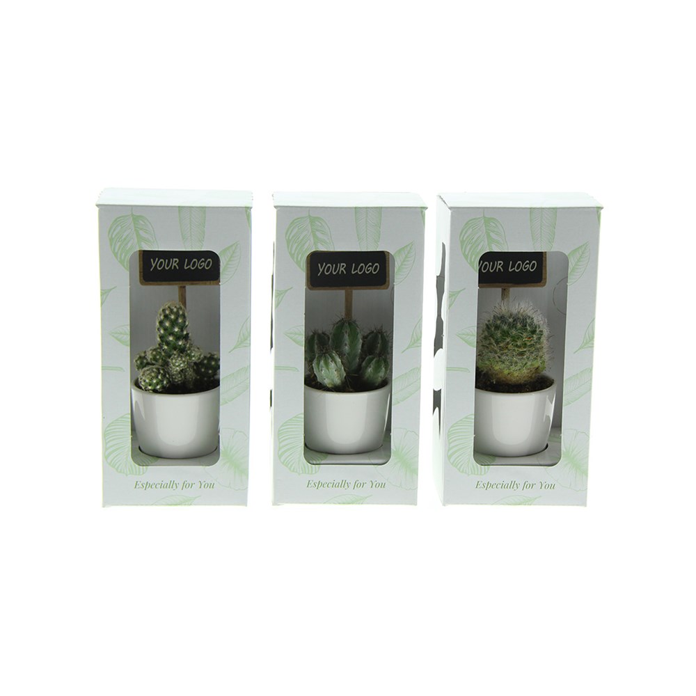 ChalkNotes® - Cacti mix, In Geschenkbox