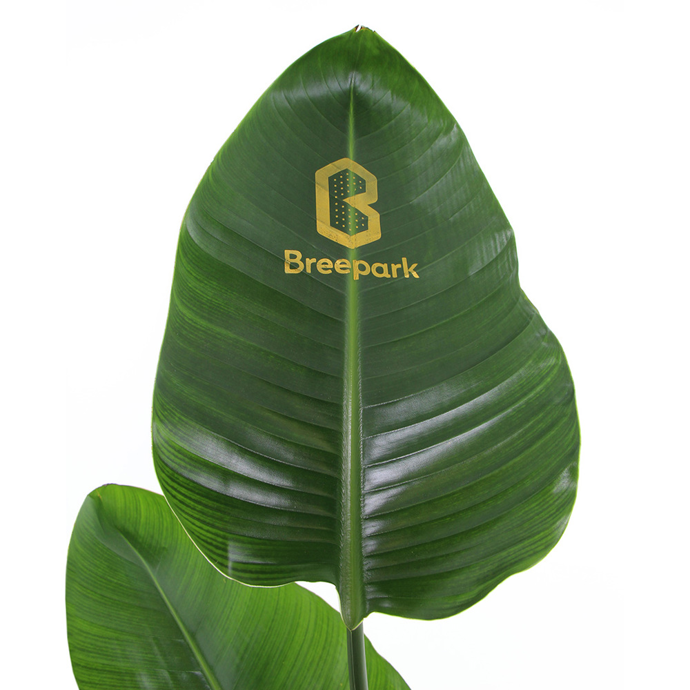 Message Printz® - Strelitzia small