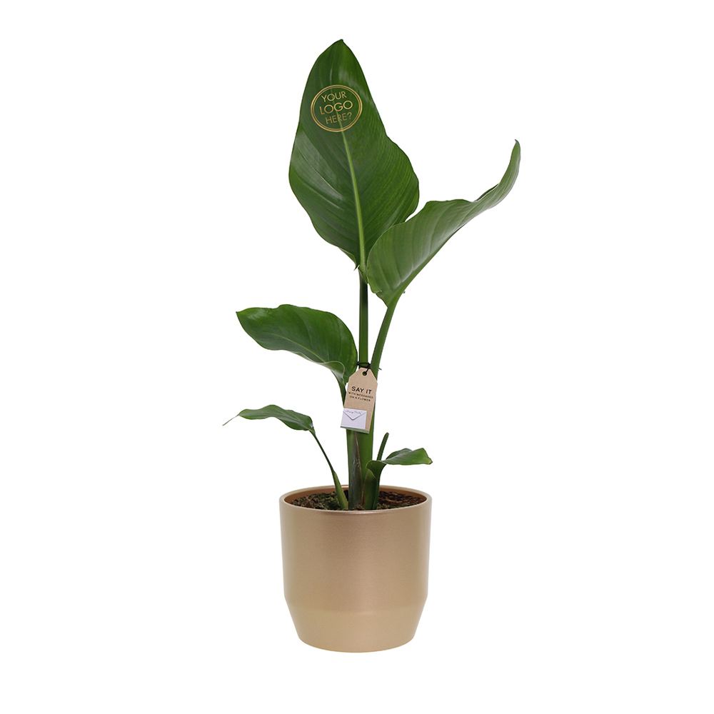 Message Printz® - Strelitzia small