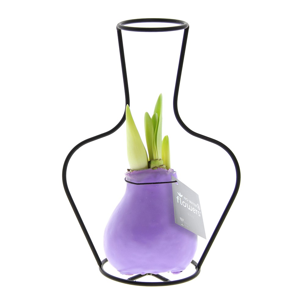 No Water Flowers® - Formz classic, In einer Luxusbox, Pastelllila