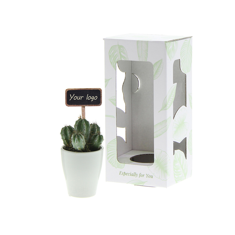 ChalkNotes® - Cacti mix, In Geschenkbox