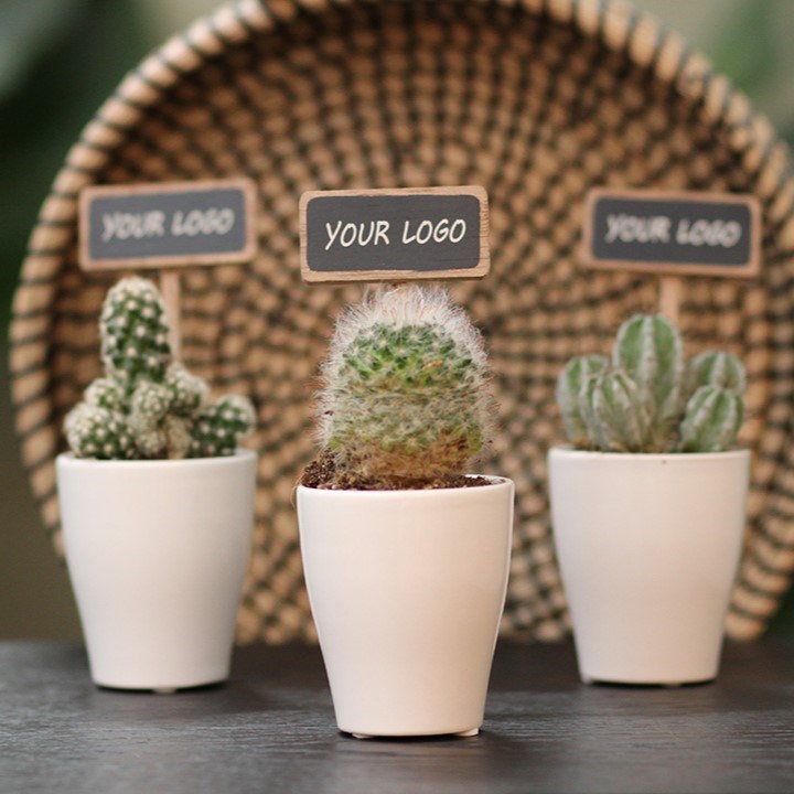 ChalkNotes® - Cacti mix, In Geschenkbox