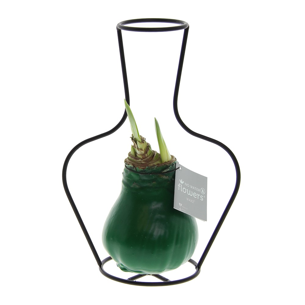 No Water Flowers® - Formz classic, In einer Luxusbox, Pastelllila - Dunkelgrün