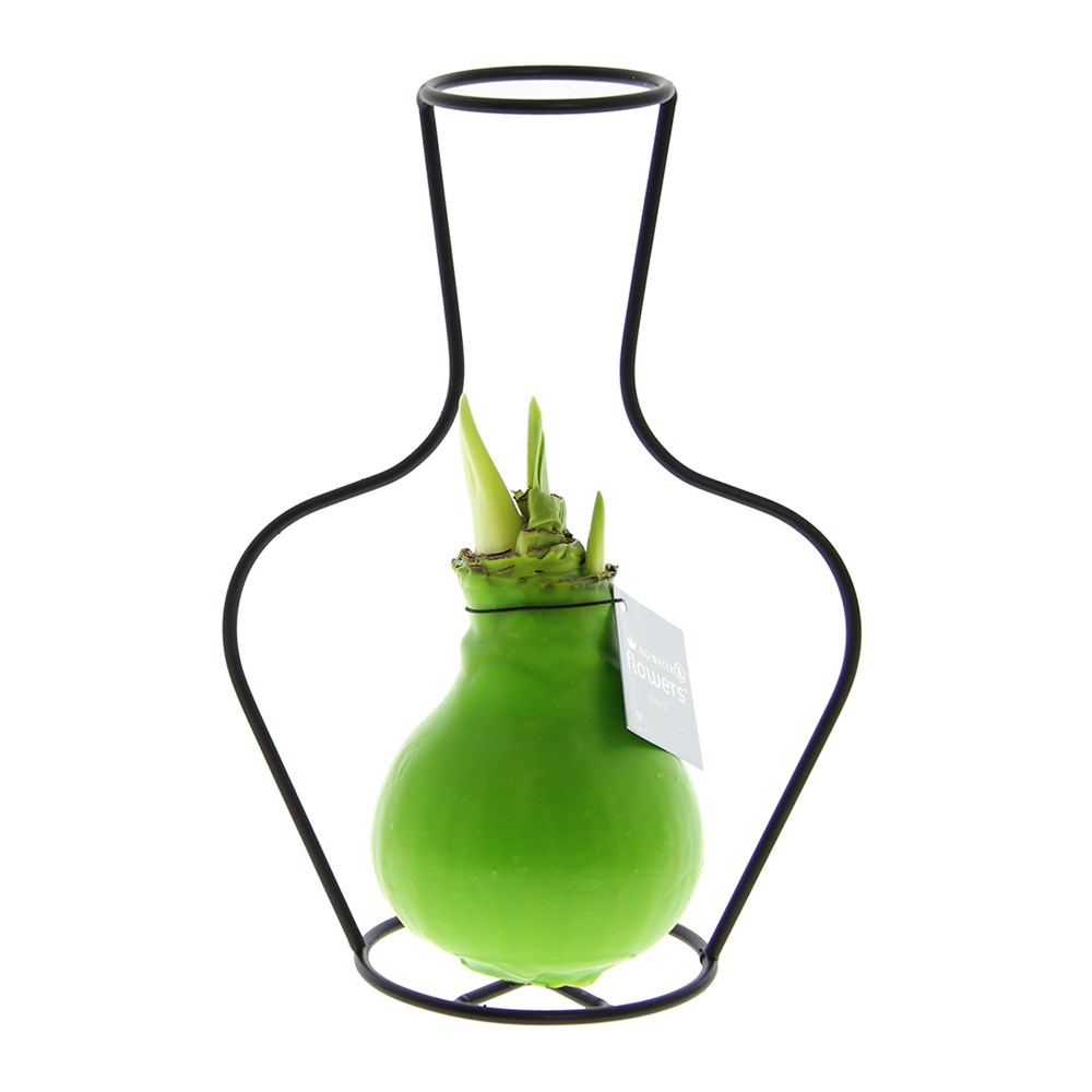 No Water Flowers® - Formz classic, In einer Luxusbox, Pastelllila - Hellgrün