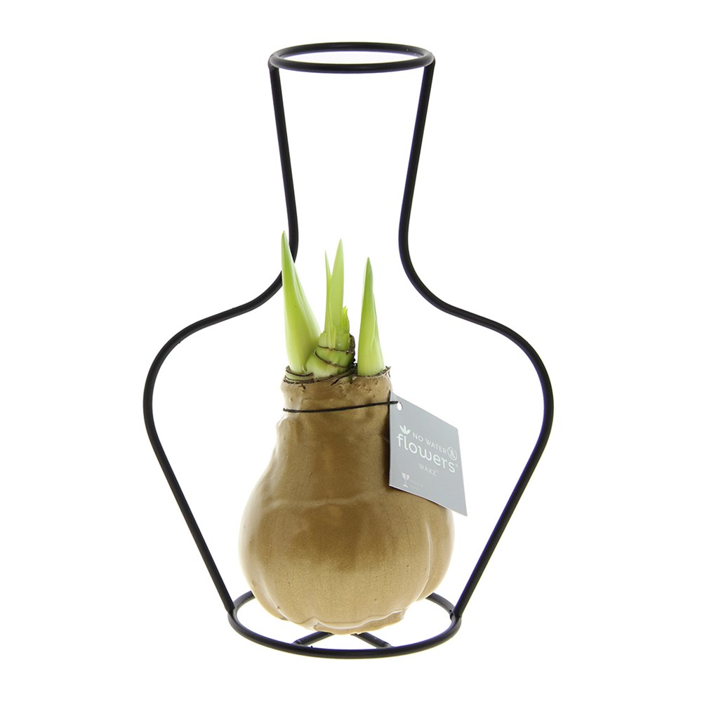 No Water Flowers® - Formz classic, In einer Luxusbox, Pastelllila - gold