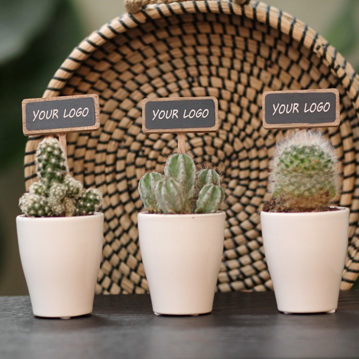 ChalkNotes® - Cacti mix, In Geschenkbox